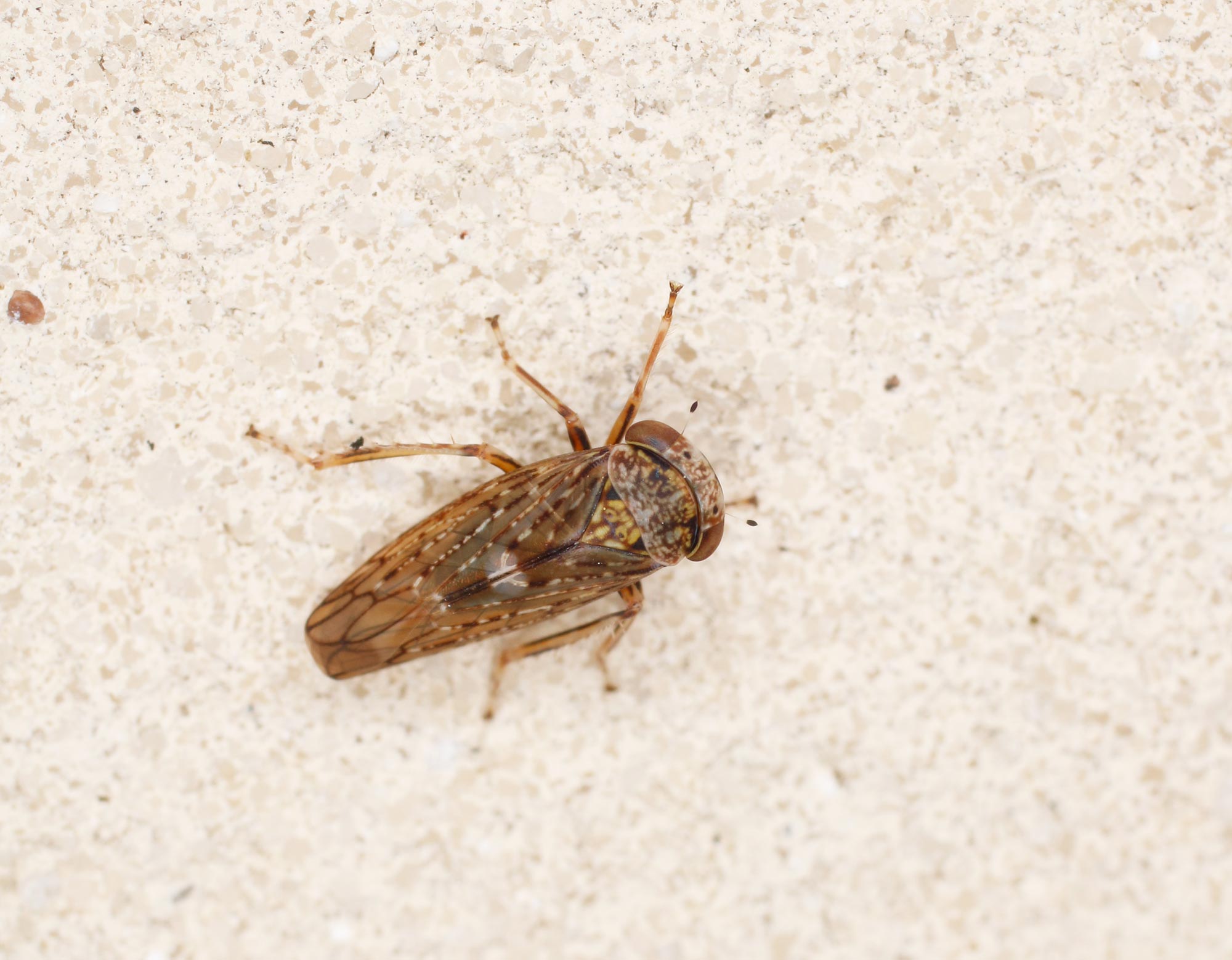 Cicadellidae: Acericerus vittifrons